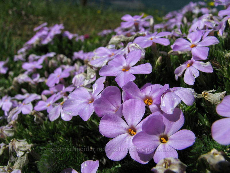 spreading phlox (Phlox diffusa) [Summit of Saddle Mountain, Clatsop County, Oregon]