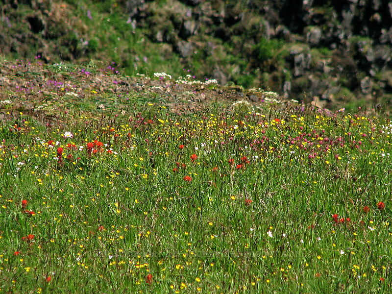 wildflowers [Saddle Mountain Trail, Clatsop County, Oregon]