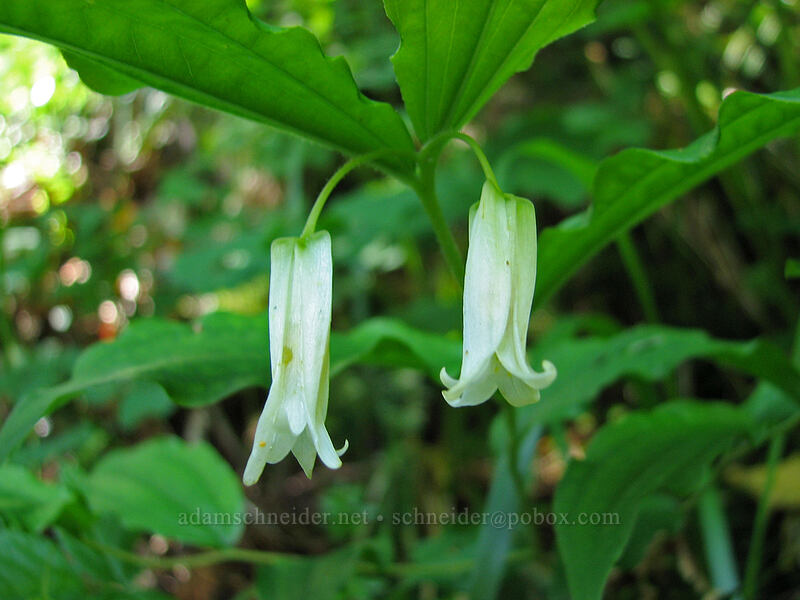 Smith's fairy lanterns (Prosartes smithii (Disporum smithii)) [Saddle Mountain Trail, Clatsop County, Oregon]