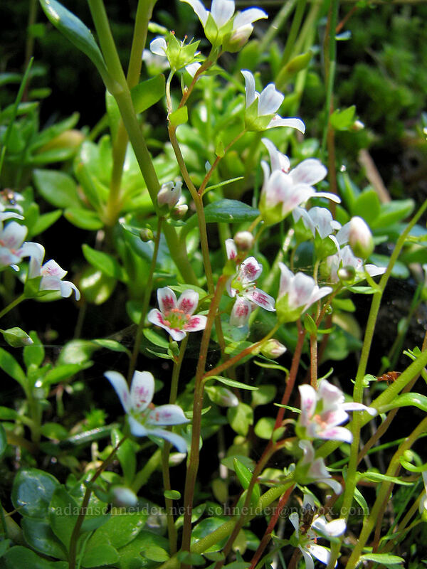 Nuttall's saxifrage (Cascadia nuttallii (Saxifraga nuttallii)) [Saddle Mountain Trail, Clatsop County, Oregon]