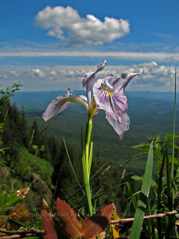 Oregon iris (Iris tenax) [Saddle Mountain Trail, Clatsop County, Oregon]