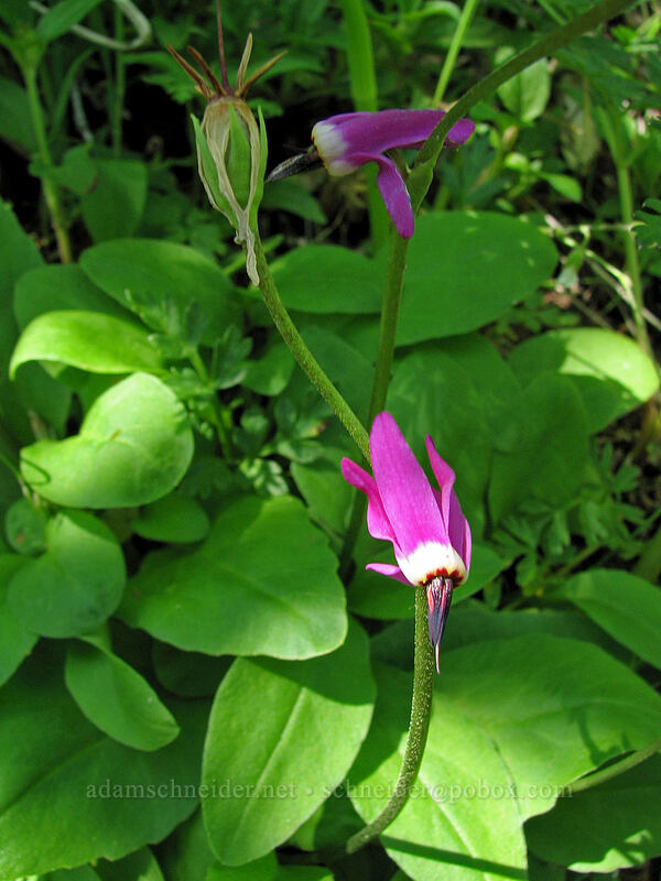frigid shooting stars (Dodecatheon austrofrigidum (Primula austrofrigida)) [Saddle Mountain Trail, Clatsop County, Oregon]