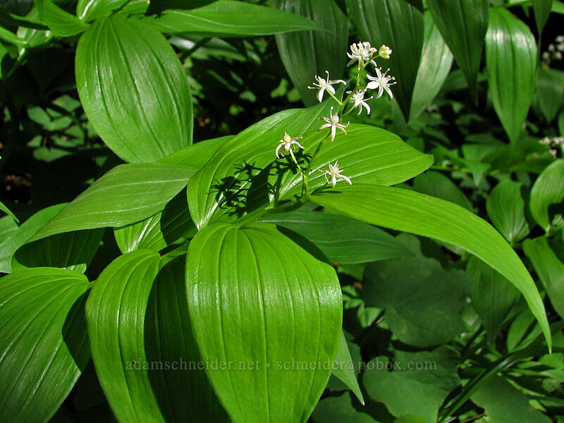 starry false solomon's seal (Maianthemum stellatum (Smilacina stellata)) [Saddle Mountain Trail, Clatsop County, Oregon]