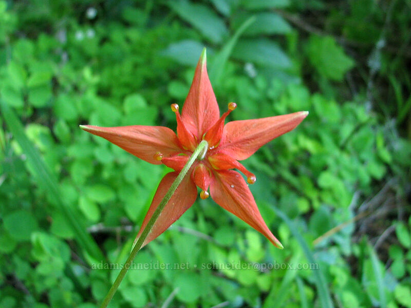 scarlet columbine (Aquilegia formosa) [Saddle Mountain Trail, Clatsop County, Oregon]