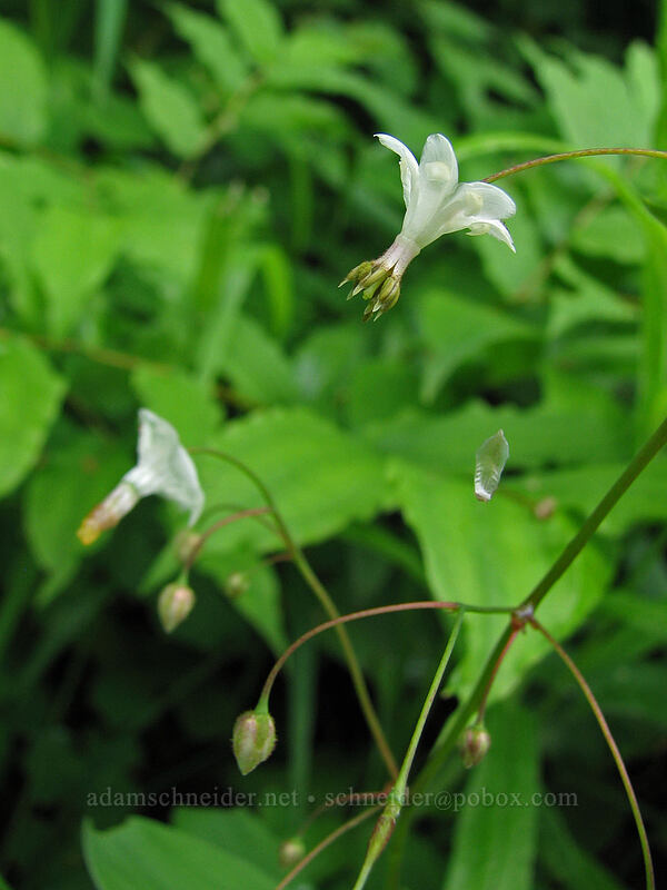 northern inside-out flower (Vancouveria hexandra) [Silver Star Mountain Trail, Gifford Pinchot National Forest, Skamania County, Washington]