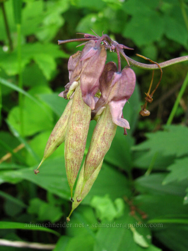 bleeding heart seed pods (Dicentra formosa) [Silver Star Mountain Trail, Gifford Pinchot National Forest, Skamania County, Washington]