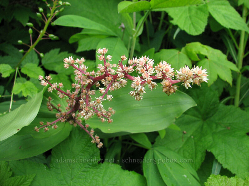 false solomon's seal (Maianthemum racemosum ssp. amplexicaule (Smilacina racemosa)) [Silver Star Mountain Trail, Gifford Pinchot National Forest, Skamania County, Washington]