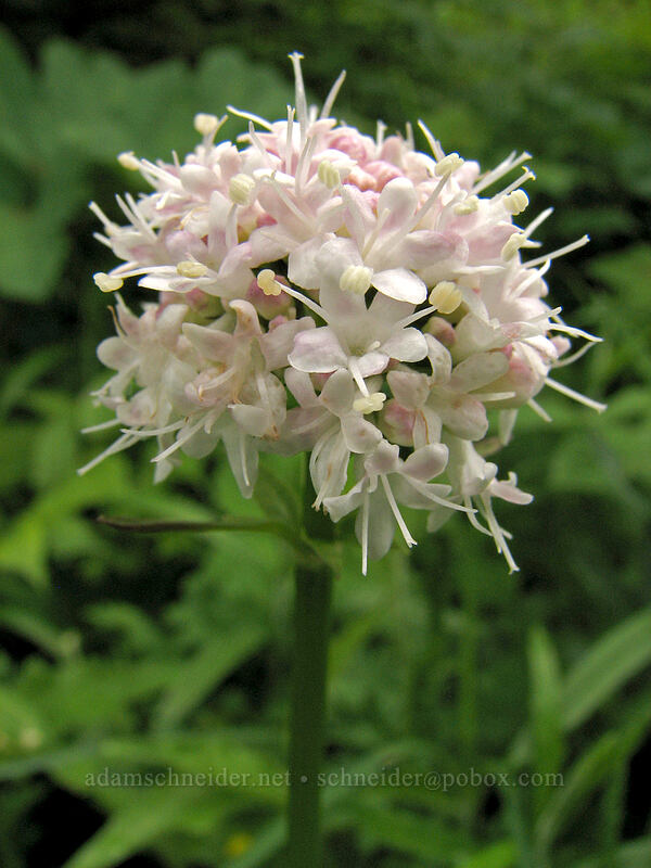 Sitka valerian (Valeriana sitchensis) [Silver Star Mountain Trail, Gifford Pinchot National Forest, Skamania County, Washington]