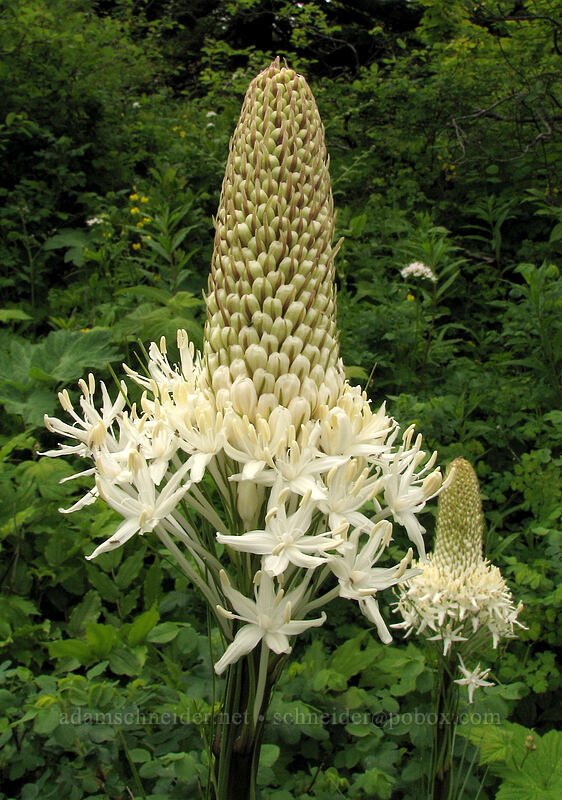 beargrass (Xerophyllum tenax) [Silver Star Mountain Trail, Gifford Pinchot National Forest, Skamania County, Washington]
