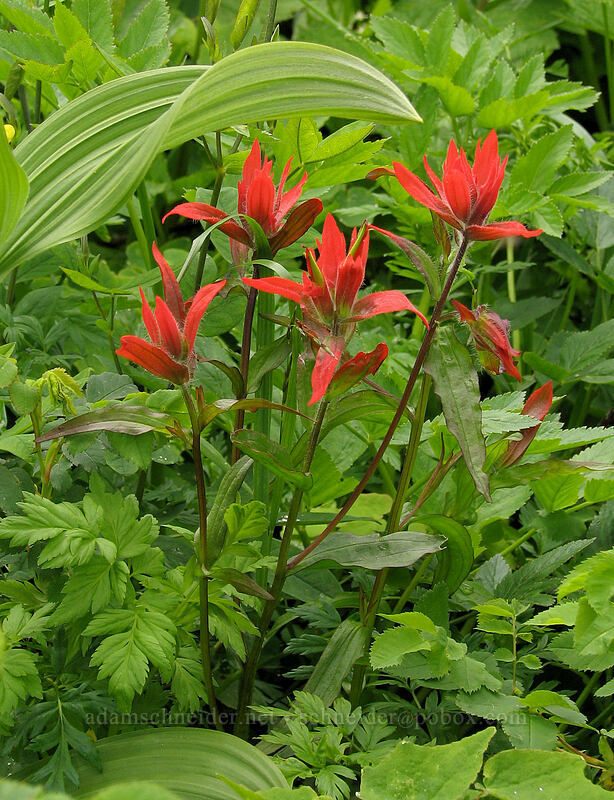 paintbrush (Castilleja miniata) [Silver Star Mountain Trail, Gifford Pinchot National Forest, Skamania County, Washington]