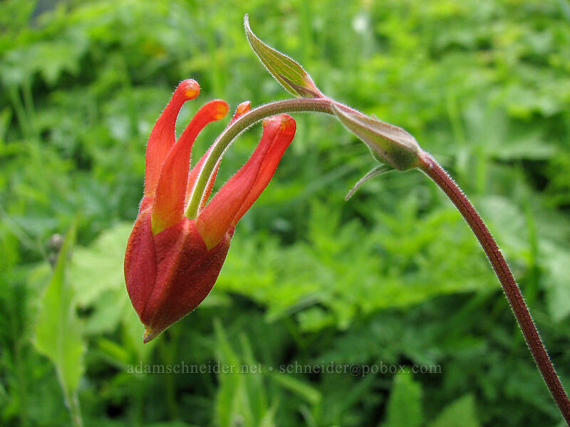 columbine, budding (Aquilegia formosa) [Silver Star Mountain Trail, Gifford Pinchot National Forest, Skamania County, Washington]