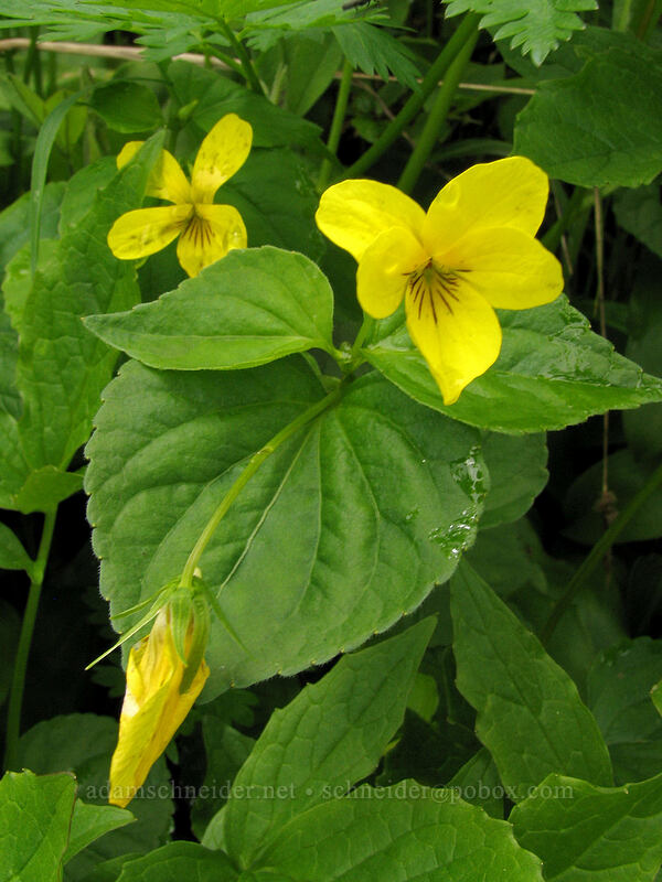 pioneer violets (Viola glabella) [Ed's Trail, Silver Star Mountain, Gifford Pinchot National Forest, Skamania County, Washington]