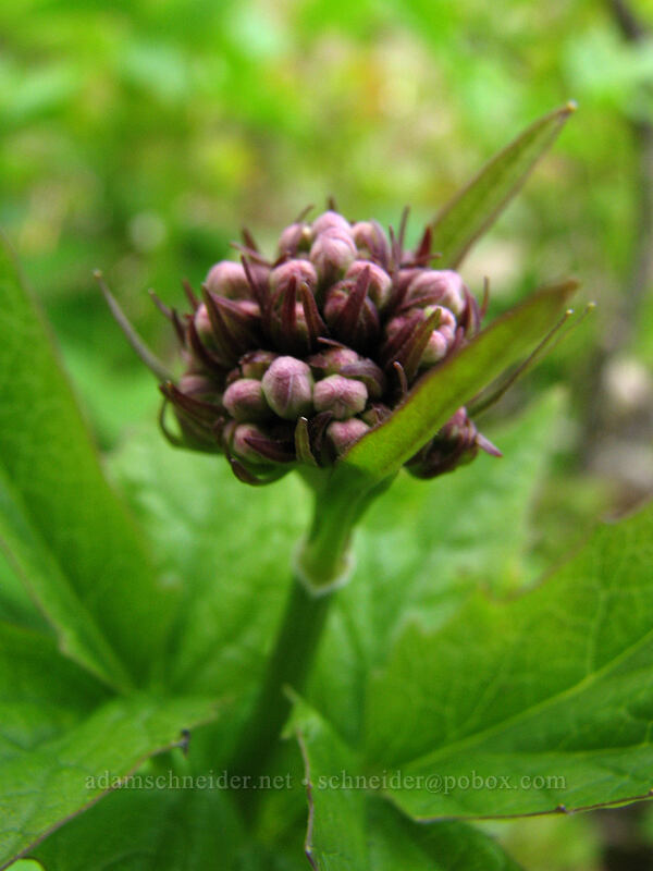 Sitka valerian, budding (Valeriana sitchensis) [Ed's Trail, Silver Star Mountain, Gifford Pinchot National Forest, Skamania County, Washington]