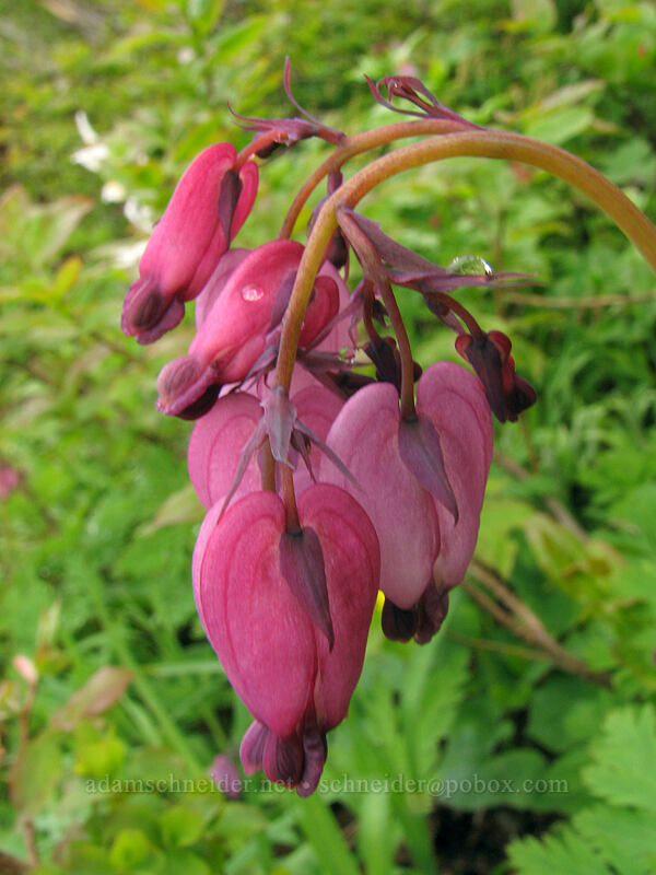 Pacific bleeding heart (Dicentra formosa) [Ed's Trail, Silver Star Mountain, Gifford Pinchot National Forest, Skamania County, Washington]