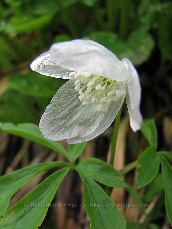 translucent Oregon anemone (Anemone oregana (Anemonoides oregana)) [Ed's Trail, Silver Star Mountain, Gifford Pinchot National Forest, Skamania County, Washington]