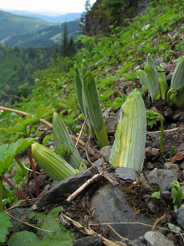 false hellebore (corn lily) shoots (Veratrum viride var. eschscholtzianum (Veratrum eschscholtzii)) [Ed's Trail, Silver Star Mountain, Gifford Pinchot National Forest, Skamania County, Washington]
