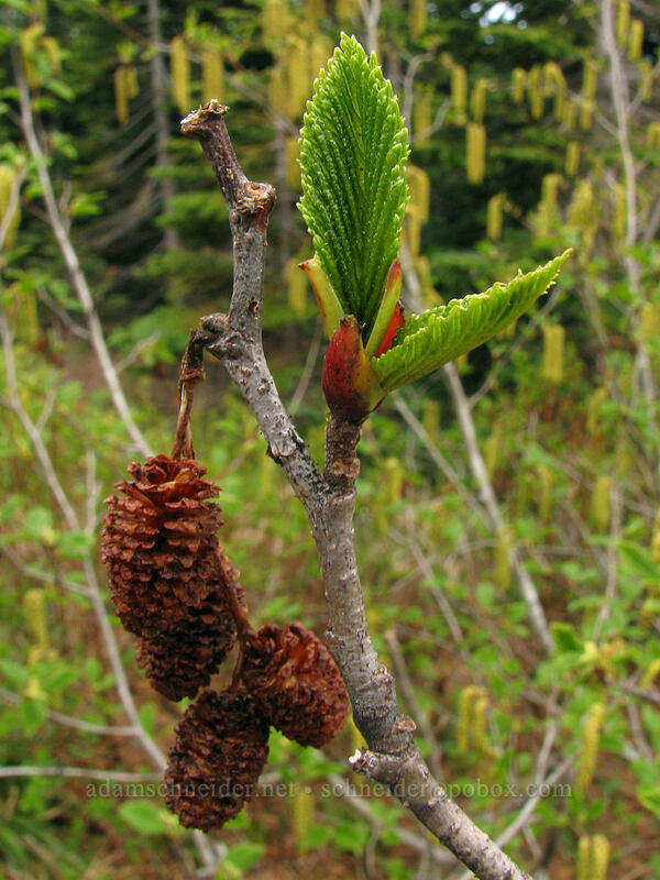 alder's female flowers (Alnus sp.) [Silver Star Mountain Trail, Gifford Pinchot National Forest, Skamania County, Washington]