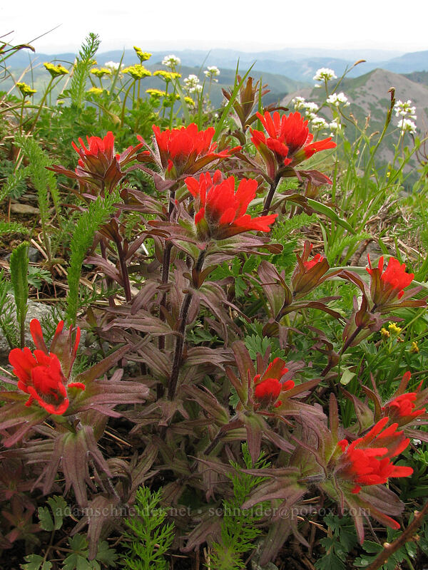 violently red paintbrush (Castilleja hispida) [Silver Star Mountain Trail, Gifford Pinchot National Forest, Skamania County, Washington]