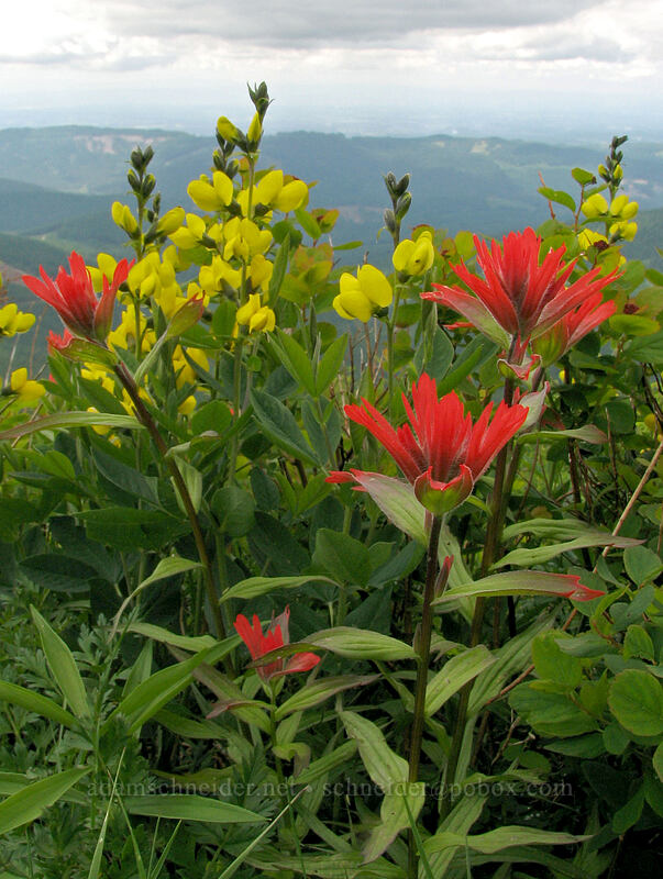 paintbrush & golden pea (Castilleja miniata, Thermopsis montana) [Silver Star Mountain Trail, Gifford Pinchot National Forest, Skamania County, Washington]