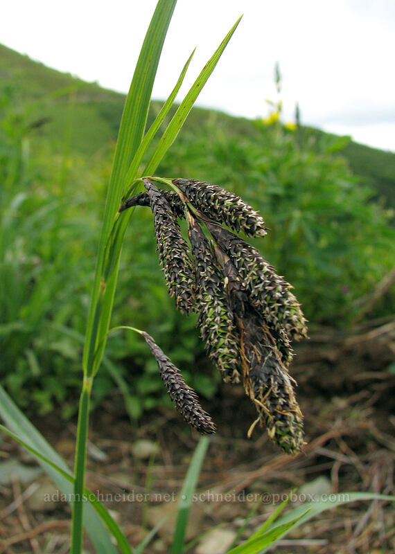 sedge flowers (Carex sp.) [Silver Star Mountain Trail, Gifford Pinchot National Forest, Skamania County, Washington]