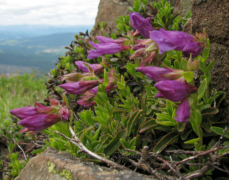 Cardwell's penstemon (Penstemon cardwellii) [Silver Star Mountain Trail, Gifford Pinchot National Forest, Skamania County, Washington]