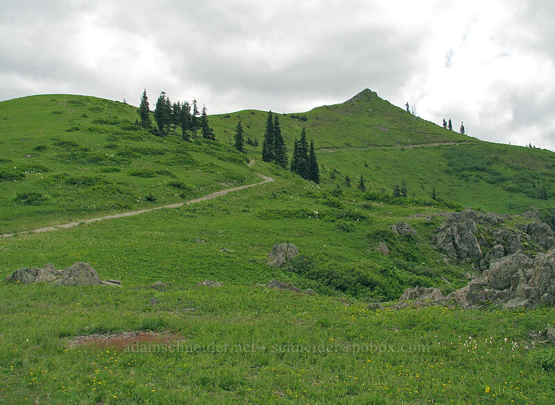 northern ridge of Silver Star Mountain [Silver Star Mountain Trail, Gifford Pinchot National Forest, Skamania County, Washington]