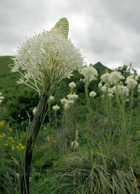 beargrass (Xerophyllum tenax) [Silver Star Mountain Trail, Gifford Pinchot National Forest, Skamania County, Washington]