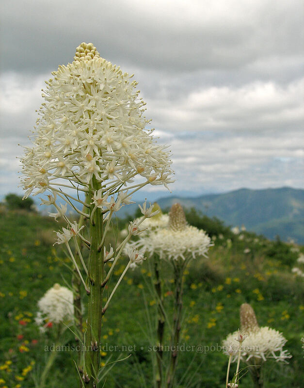 beargrass (Xerophyllum tenax) [Silver Star Mountain Trail, Gifford Pinchot National Forest, Skamania County, Washington]