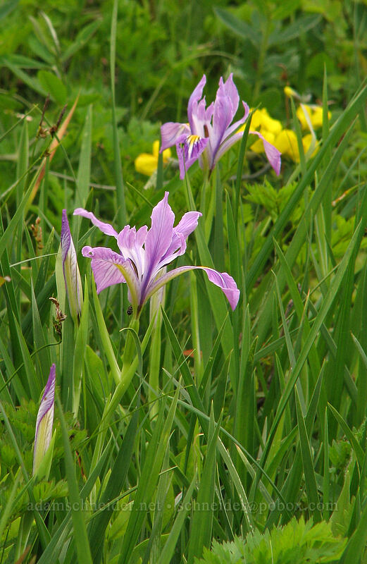 Oregon iris (Iris tenax) [Silver Star Mountain Trail, Gifford Pinchot National Forest, Skamania County, Washington]