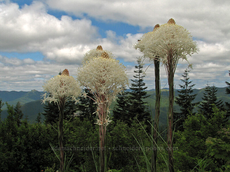 beargrass (Xerophyllum tenax) [Silver Star Mountain Trail, Gifford Pinchot National Forest, Skamania County, Washington]