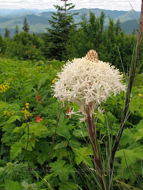 beargrass (Xerophyllum tenax) [Silver Star Mountain Trail, Gifford Pinchot National Forest, Skamania County, Washington]