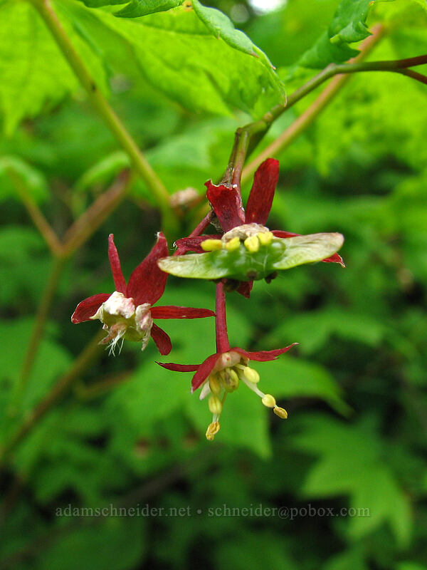 vine maple flowers (Acer circinatum) [Silver Star Mountain Trail, Gifford Pinchot National Forest, Skamania County, Washington]