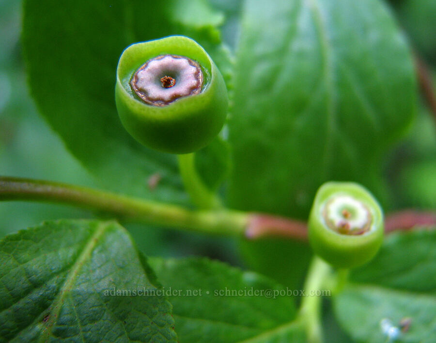 unripe huckleberries (Vaccinium sp.) [Top Spur Trail, Mt. Hood National Forest, Clackamas County, Oregon]