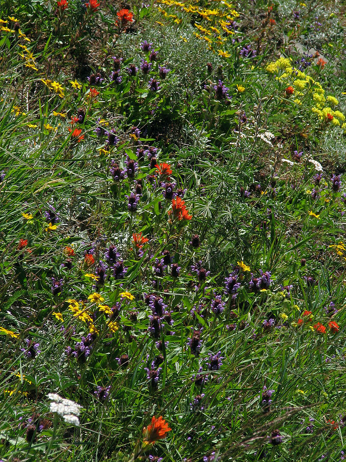 wildflowers (Prunella vulgaris, Eriophyllum lanatum, Castilleja sp., Achillea millefolium, Eriogonum umbellatum) [Bald Mountain, Mt. Hood Wilderness, Clackamas County, Oregon]