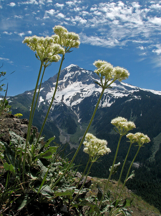 heart-leaf buckwheat & Mount Hood (Eriogonum compositum) [Bald Mountain, Mt. Hood Wilderness, Clackamas County, Oregon]