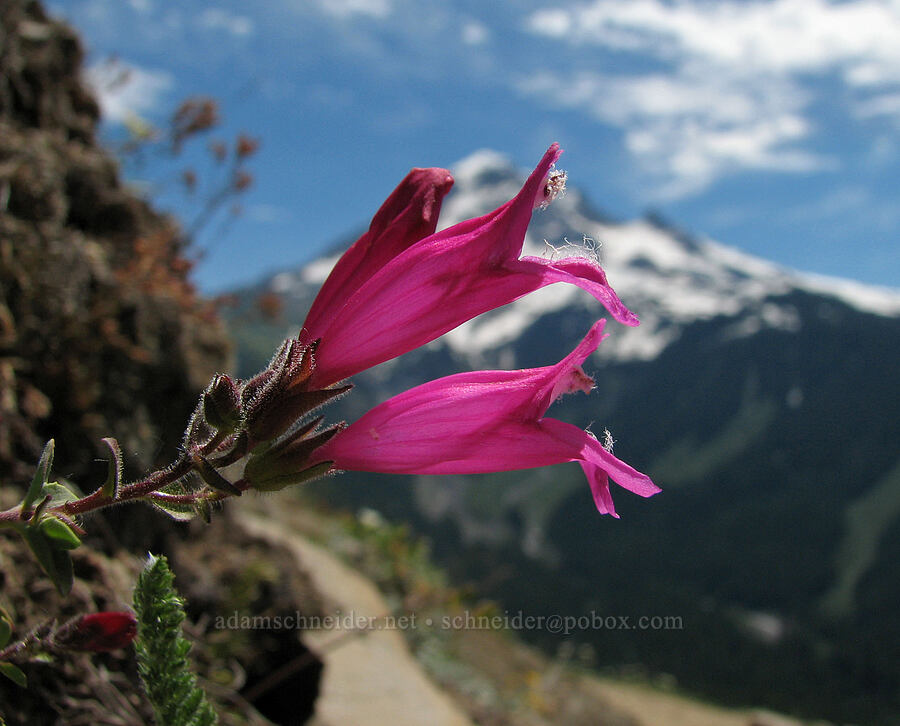 cliff penstemon (Penstemon rupicola) [Bald Mountain, Mt. Hood Wilderness, Clackamas County, Oregon]
