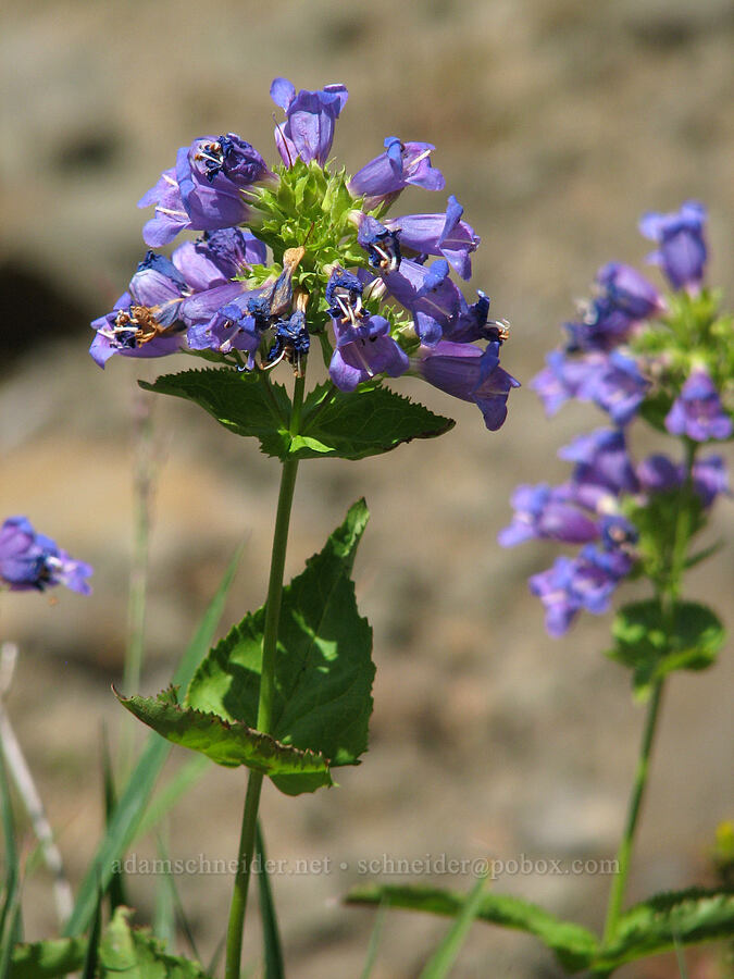Cascades penstemon (Penstemon serrulatus) [Bald Mountain, Mt. Hood Wilderness, Clackamas County, Oregon]
