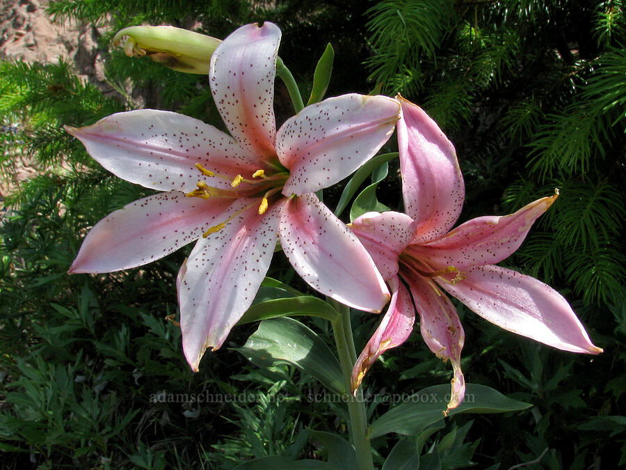 Washington lily (Lilium washingtonianum) [Bald Mountain, Mt. Hood Wilderness, Clackamas County, Oregon]