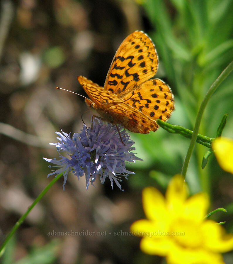 Pacific fritillary butterfly on blue-headed gilia (Boloria epithore, Gilia capitata) [Bald Mountain, Mt. Hood Wilderness, Clackamas County, Oregon]