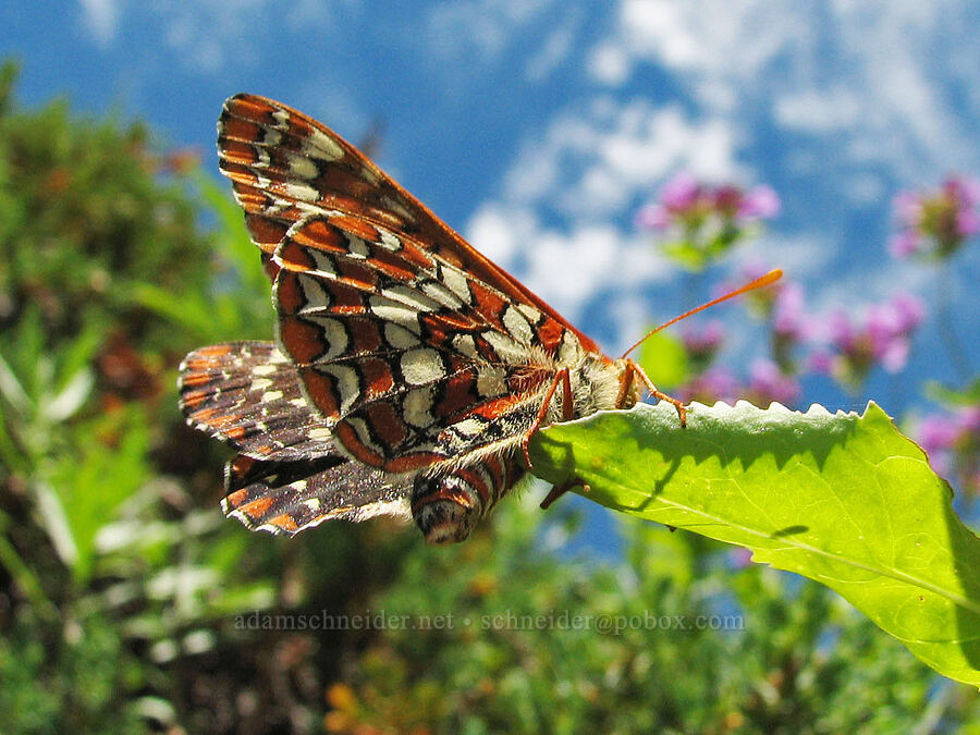 snowberry checkerspot butterfly (Euphydryas colon (Euphydryas chalcedona colon)) [Bald Mountain, Mt. Hood Wilderness, Clackamas County, Oregon]