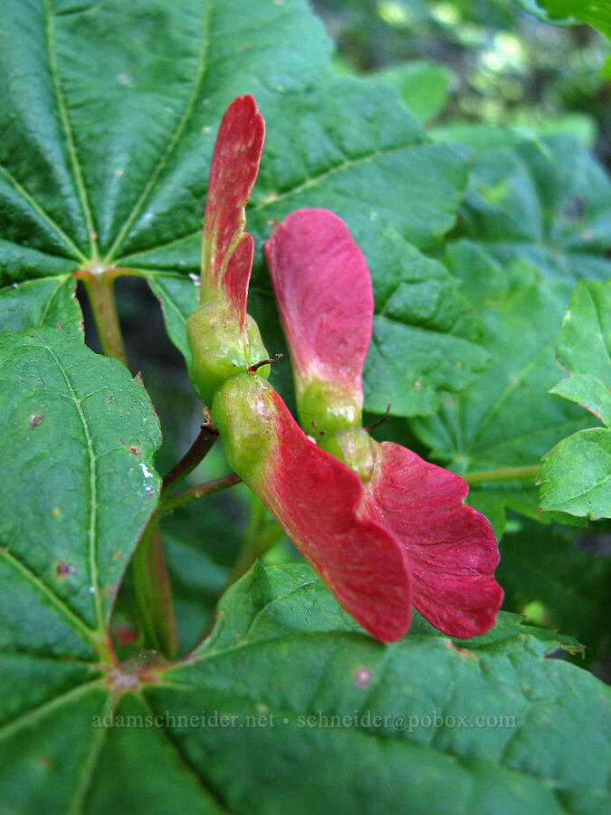 vine maple seeds (Acer circinatum) [Bald Mountain, Mt. Hood Wilderness, Clackamas County, Oregon]