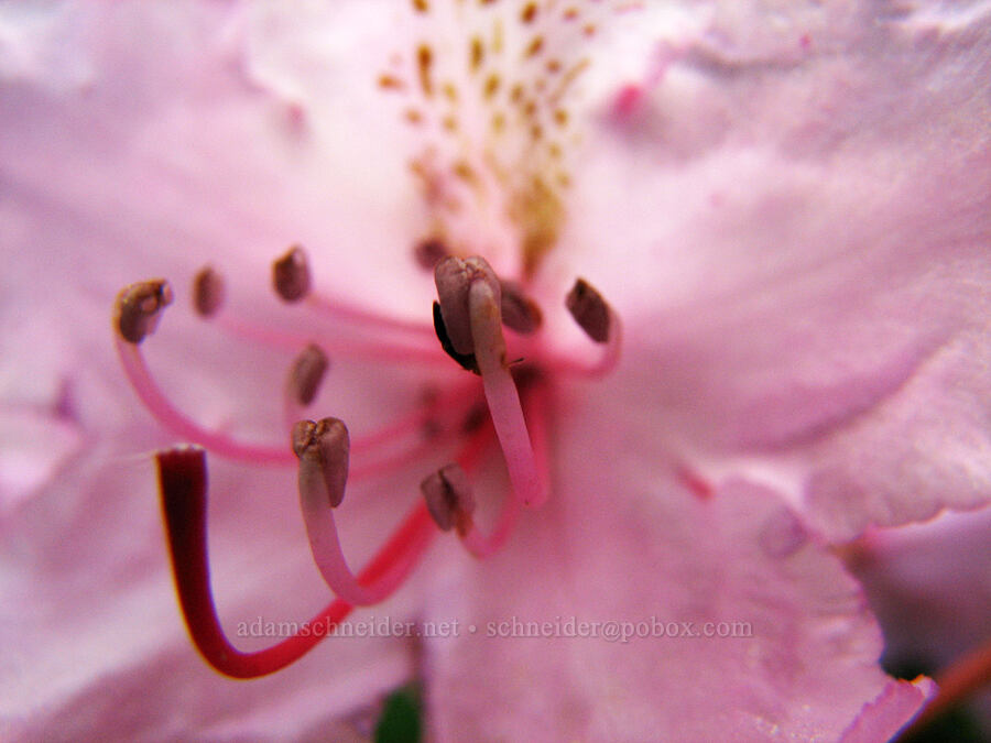 rhododendron close-up (Rhododendron macrophyllum) [Bald Mountain Ridge, Mt. Hood Wilderness, Hood River County, Oregon]