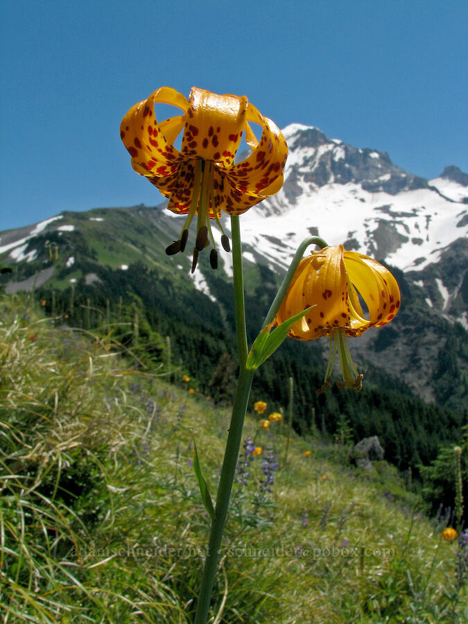 Columbia tiger lily (Lilium columbianum) [Bald Mountain Ridge, Mt. Hood Wilderness, Clackamas County, Oregon]