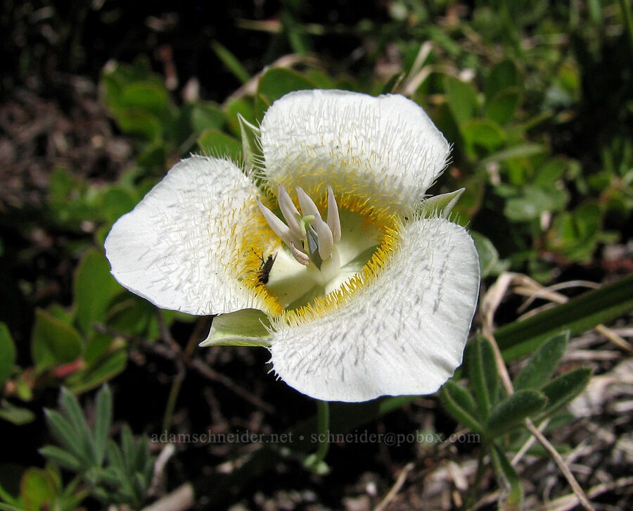subalpine mariposa lily (Calochortus subalpinus) [Bald Mountain Ridge, Mt. Hood Wilderness, Clackamas County, Oregon]