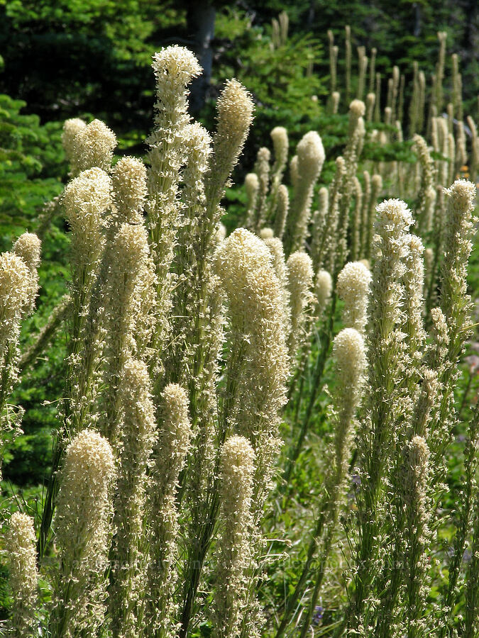 beargrass (Xerophyllum tenax) [Bald Mountain Ridge, Mt. Hood Wilderness, Clackamas County, Oregon]