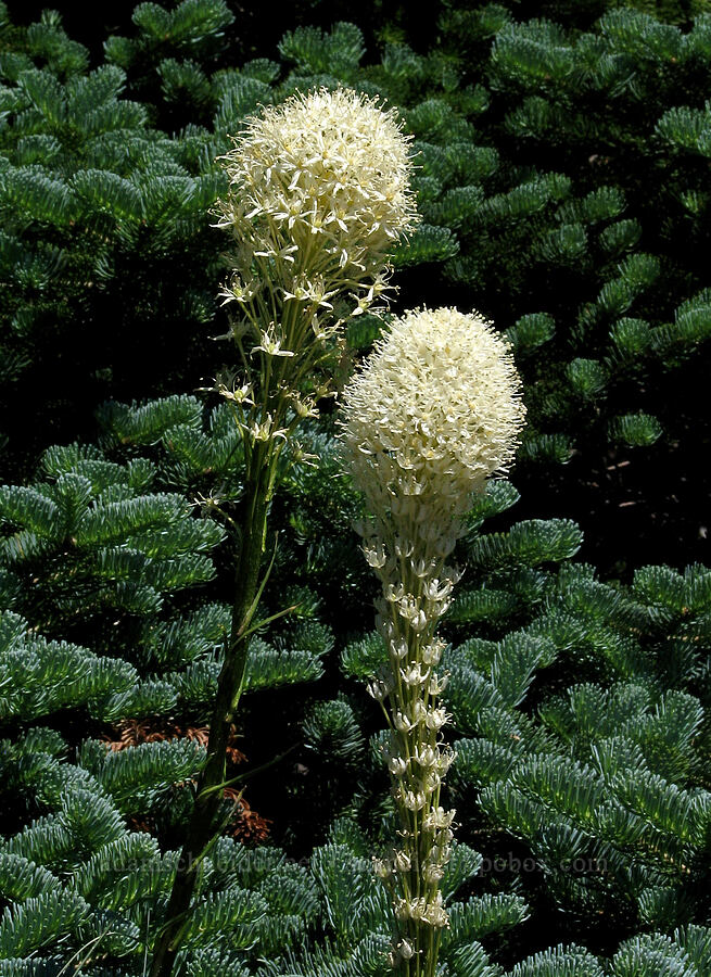 beargrass and a noble fir (Xerophyllum tenax, Abies procera) [Bald Mountain Ridge, Mt. Hood Wilderness, Clackamas County, Oregon]