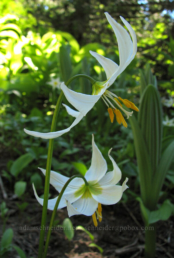 avalanche lilies (Erythronium montanum) [Bald Mountain Ridge, Mt. Hood Wilderness, Hood River County, Oregon]