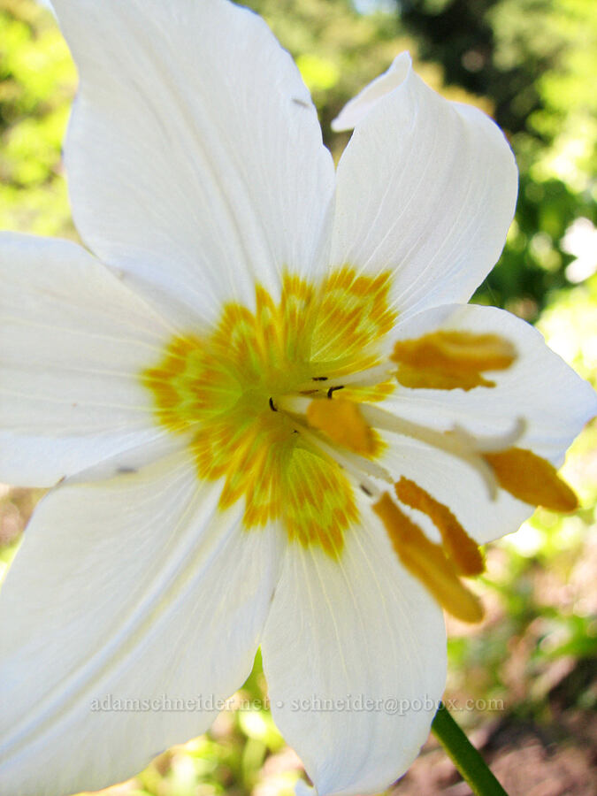 avalanche lily (Erythronium montanum) [Bald Mountain Ridge, Mt. Hood Wilderness, Hood River County, Oregon]