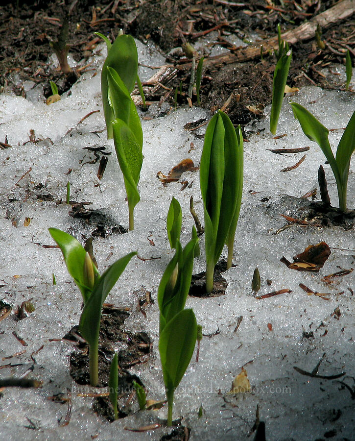 avalanche lilies sprouting through snow (Erythronium montanum) [Bald Mountain Ridge, Mt. Hood Wilderness, Hood River County, Oregon]