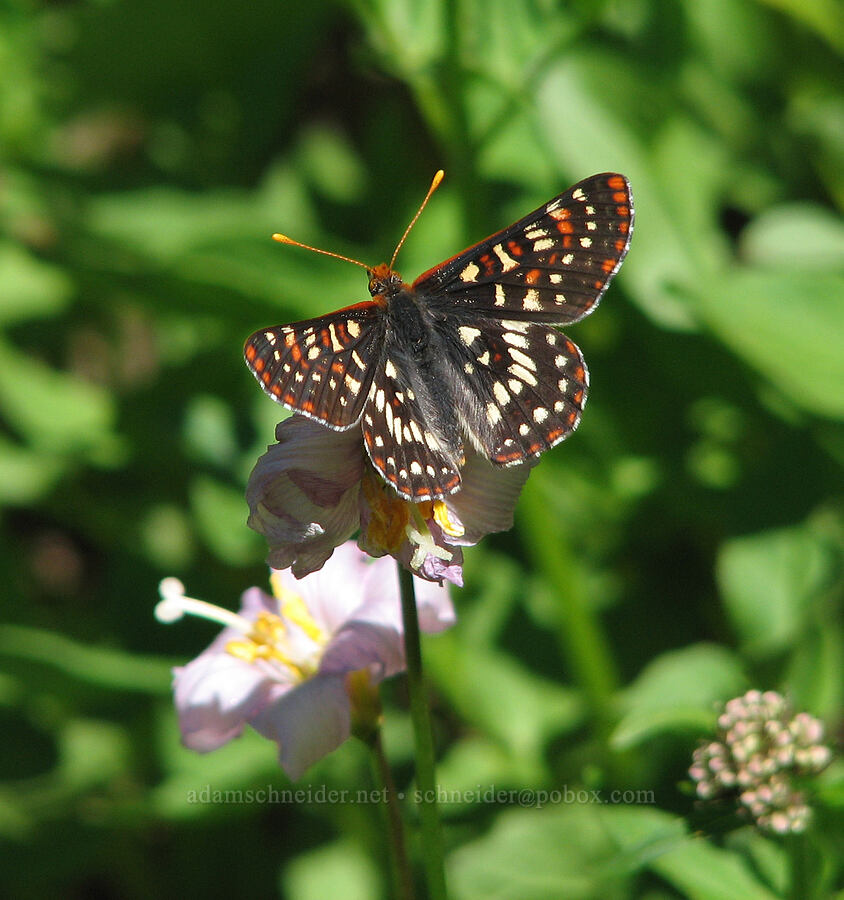 checkerspot butterfly on fading avalanche lilies (Euphydryas colon (Euphydryas chalcedona colon), Erythronium montanum) [Bald Mountain Ridge, Mt. Hood Wilderness, Hood River County, Oregon]
